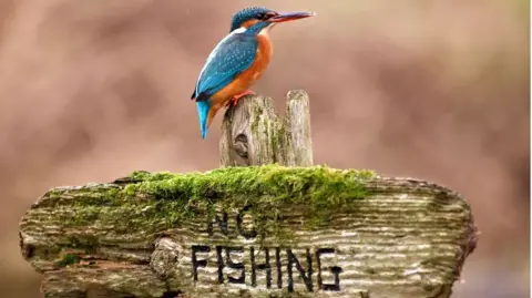 A bright blue and orange Kingfisher perched on a moss‑covered wooden sign that reads ‘No Fishing,’ against a soft, blurred natural background.