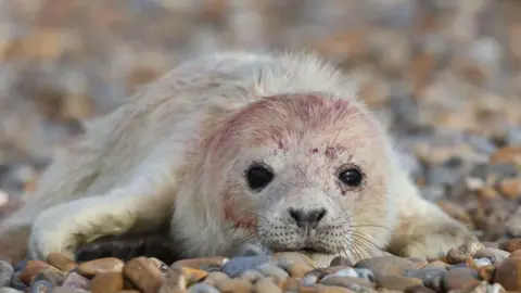 National Trust Una cría de foca gris se sienta en una playa de guijarros. Quedan restos de sangre en la cabeza después del nacimiento.