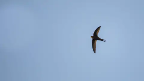 Ben Andrew A brown swift flying through a blue cloudless sky. It has a white flash on its face and a forked tail