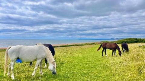 A white horse is grazing in the foreground with a black horse just visible behind it. On the right of the picture two brown horses are also grazing. The sea provides the backdrop under a blue sky with wispy white clouds.