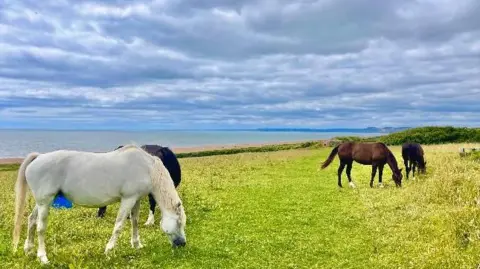 Nene Valley Kayaker A white horse is grazing in the foreground with a black horse just visible behind it. On the right of the picture two brown horses are also grazing. The sea provides the backdrop under a blue sky with wispy white clouds.