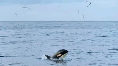 The Wildlife Trusts A whale can be seen emerging from the sea. It has a black head with a white undercoat and white bit on its side. It is surrounded by sea and birds can be seen flying through the air.