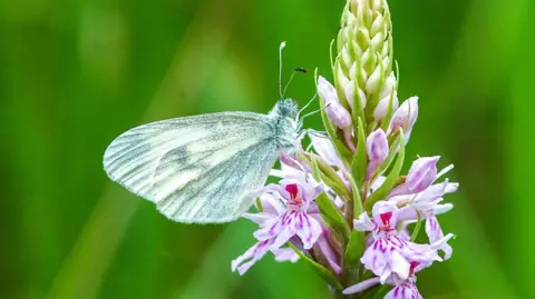 Jim Asher The Wood White bufferfly is on the left of the photo and the blurred background is green.