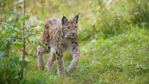 Scotland Big Picture A lynx gazes straight ahead as it prowls through a forest floor. The lynx has distinctive tufts at the end of its ear and is beige in colour with black spots. 