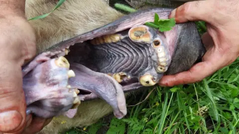 International Animal Rescue Misha the bear's broken and decaying teeth