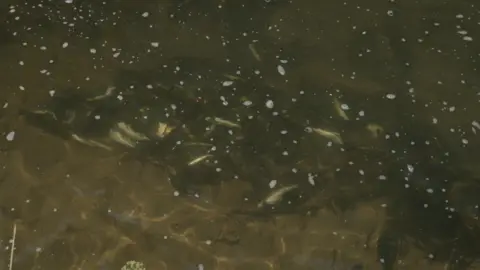 Dead fish at the bottom of a river bed.