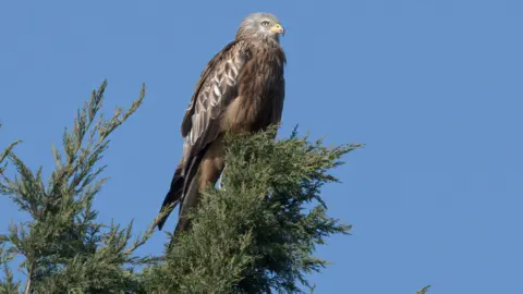 Steve Gozdz/GG Wildlife Experiences A red kite on top of a tree against a cloudless blue sky.