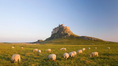Getty Images Sheep nibble grass wiht a castle atop a rocky outcrop in the background