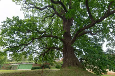 Lucie Mojžíšová A large Common Oak with a thick trunk and sprawling branches covered in green leaves, standing on a grassy mound. Small buildings with green doors and wooden fences are visible in the background, providing a sense of scale.