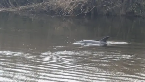 Kaya Family A fin and back of a common dolphin poking out of a brown river with plant roots visible on the bank.