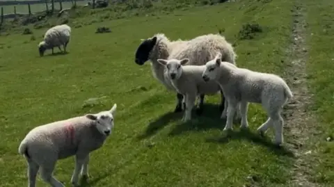 A black-and-white sheep with three lambs in a field look towards the camera.