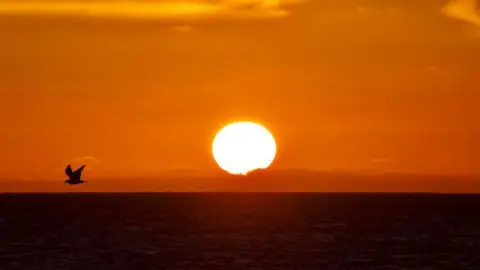 Seagull flying over the horizon with the sun directly above the ocean