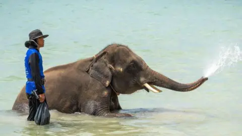 Getty Images An elephant sprays water on a tourist during an elephant bathing activity at the beach on Koh Chang Island. Riding an elephant is not illegal in Thailand, as the mahout stands by 