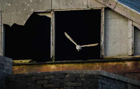 Andrew Mason A barn owl is seen flying against a crumbling industrial building at the Chatterley Whitfield colliery.