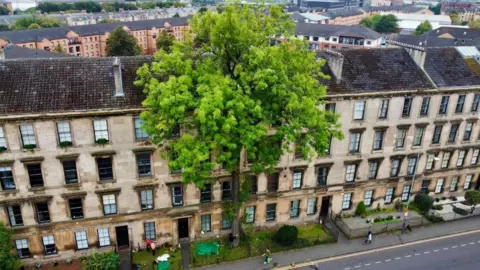 An aerial view of Argyle Street in Glasgow which shows a row of tenement buildings with a large tree growing from one front garden which towers above the flats. 