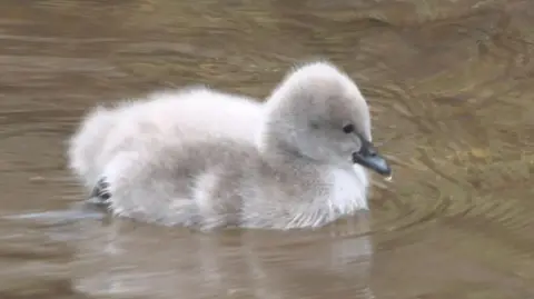 The image shows a fluffy grey cygnet, with a black beak, swimming in a river. The water is calm.