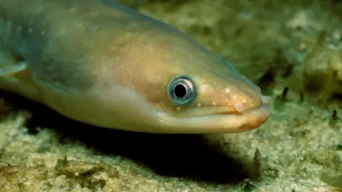 An eel on the ocean floor. It is slimy looking with a large eye and pupil.