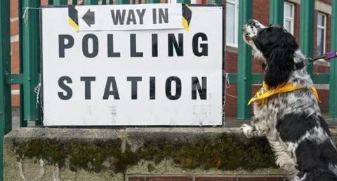 A dog outside a polling station