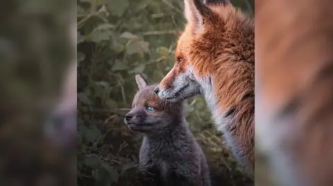 Jenny-Louise Read A fox cub with striking blue eyes sitting next to its mum