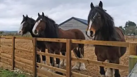 Three Shire horses at Redwings Oxhill in Warwickshire. They are standing against a post-and-rail wooden fence in a paddock with a grey barn in the background