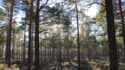 Getty Images Sunlight shines through pine trees in the forest. Heather covers the ground.