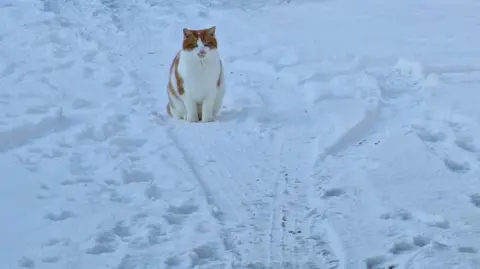 mimi/BBC Weather Watchers Cat in snow