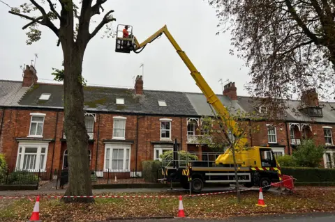 A yellow crane is extended towards the high branches of a tall, bare tree. A man dressed in orange stands on the crane platform, above rooftop height. Cones and a cordon are spread in front of the crane, and a row of terraced, red-brick houses stands behind it.