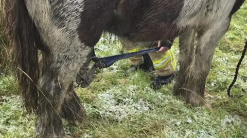 A pony standing on grass with barbed wire on its back leg. A person is crouching behind the horse so you can just see their legs in high vis trousers and black boots and holding a metre long wire cutting tool, which is cutting a section of the barbed wire. 