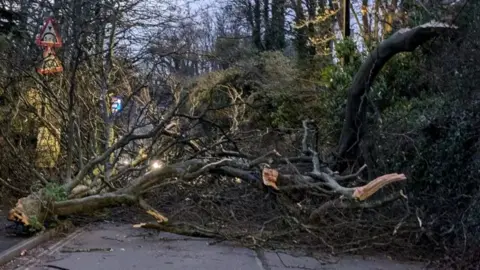 Rachel Gerred-Hart A large, fallen tree completely blocks a road with hedges either side.