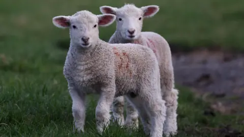 Lambs in a field