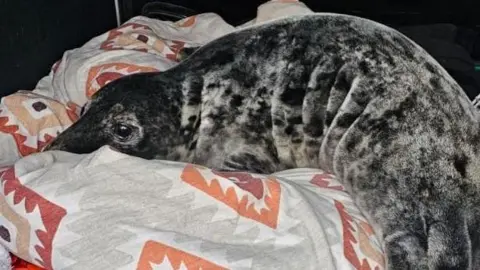 A dark and light grey seal pup. It is sleeping on a pillow that is grey and orange. 