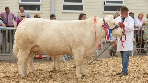 Gorman Photography A large white cow is paraded in front of a group of onlookers by a farmer who wears a white coat, shirt, tie and jeans. Attached to the cow's neck is a red, blue and white rosette which reads "breed champion".