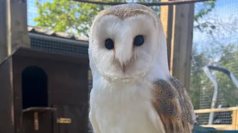 Pepsi the barn owl has a pure white chest and head, with brown feathers on top of his head, and speckly brown and orange feathers on his left wing. He is within an enclosure, with wooden partitions and mesh walls. 