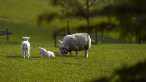 PA A sheep and two lambs seen from a distance, grazing in a field