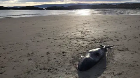 A beached narwhal carcass is seen on the sand of a beach. A number of foot indents are visible in the sand near to the body of the animal.