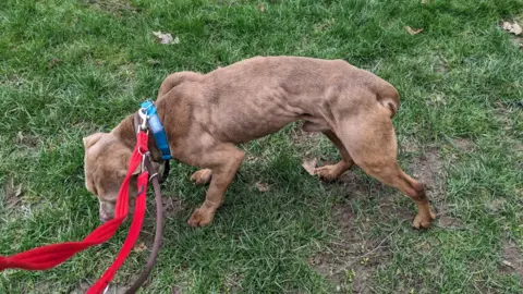 RSPCA Draygo looks a lot smaller in this picture, you can see his rib cage and he is standing looking down.