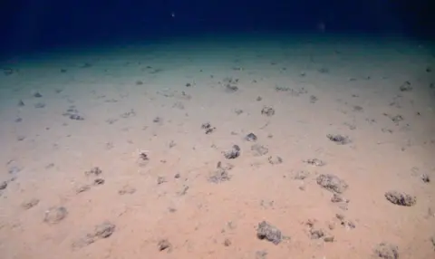 Andrew Sweetman/SAMS Metal nodules on the seabed