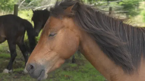 A close-up shows a brown horse with its mane blowing slightly, standing in a grassy area with another two black horses behind it.