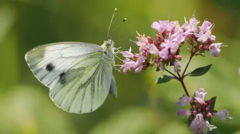 Jordan Protano-Byrne A Green-veined White butterfly sitting on pink flowers at the former Nature's World site in Acklam. The butterfly is a light green and white colour, with three black dots on its wings.