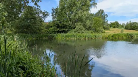 A brook viewed from the shore. It is surrounded by plants, grass and trees.