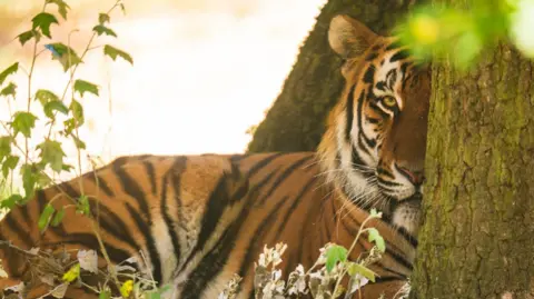 Timur an Amur tiger settling into its new home at Banham Zoo. The tiger is laying on the ground among foliage and its face is half covered by a tree it is hiding behind.