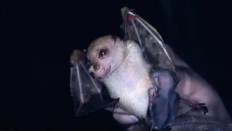 Deb Wright A bad being held by a human hand. It has a young bet nuzzling on its chest and has a smiling face.