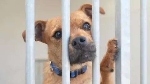 A small light brown terrier type dog has its face pressed against the bars of a cage, and a paw raised as if trying to climb through the bars.