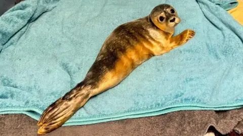 GSPCA This is a wider shot of the common seal pup which has golden brown fur. It is lying on the blue-green towel and looking up. The whole length of its body, including its tail is in shot.