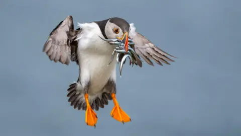 A puffin coming in to land. Its beak is full of small fish and its wings are outstretched. 