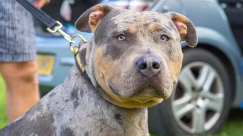 Lee Hudson A grey/brown XL Bully with a lead round its neck stares at the camera