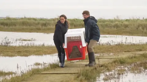 Richard Knights/BBC A man and a woman, both wearing waterproofs and wellington boots, carry a white and red crate next to the shore. Through the grill on the front of the crate, you can see the shape of Rocky the seal.