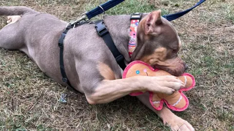 A picture of a brown and blonde dog sitting on the grass. She is playing with a pink toy which is being held in her left paw. 