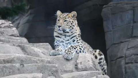 Colchester Zoo Lena the Amur leopard sat on a rock looking towards her right and her left paw hanging over the rock