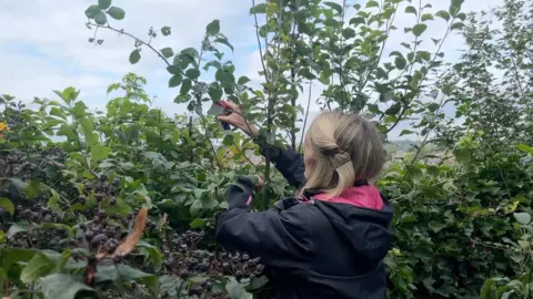 Eden cutting apple branches